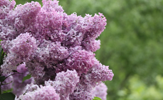 Не трогайте куст осенью: главная ошибка в уходе за сиренью Не трогайте куст осенью: главная ошибка в уходе за сиренью