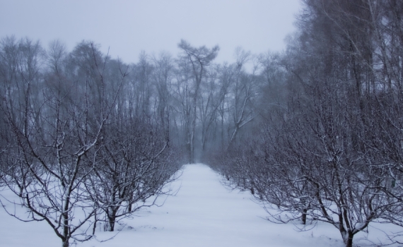 Что скрывают ветви подо льдом: инструкция как выжить зимнему саду — отличие заботы от вредительства Что скрывают ветви подо льдом: инструкция как выжить зимнему саду — отличие заботы от вредительства