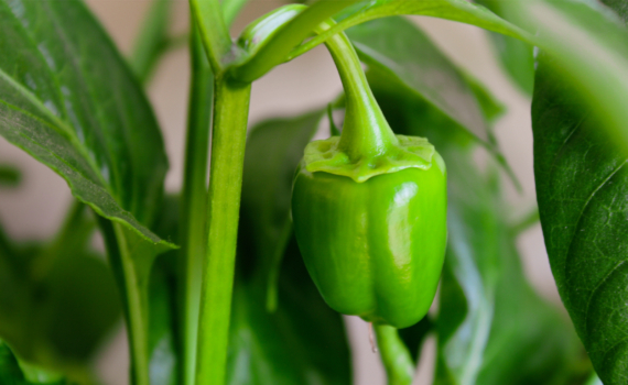 Секреты раннего урожая перца: лучшие дни для посева по лунному календарю 2026 Секреты раннего урожая перца: лучшие дни для посева по лунному календарю 2026